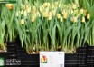 Tulipa Cape Town ® (1)
